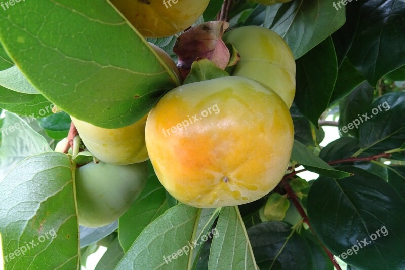 Persimmon Edible Fruit Diospyros Kaki Ebenaceae