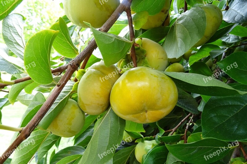 Persimmon Edible Fruit Diospyros Kaki Ebenaceae