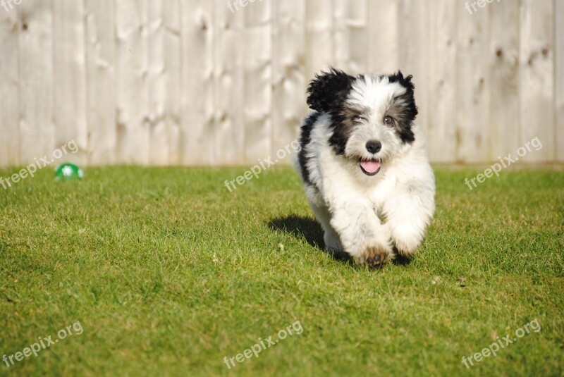 Dog Sheepdog Puppy Adorable Furry