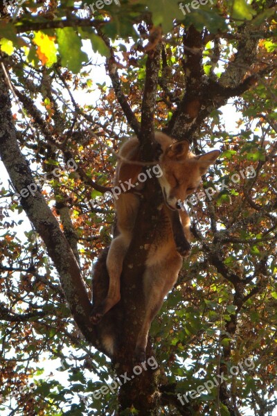 Fox Nap Tree Free Photos