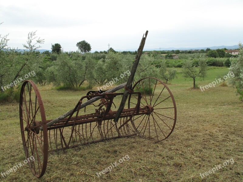 Olives Orchard Farmland Tuscany Tools