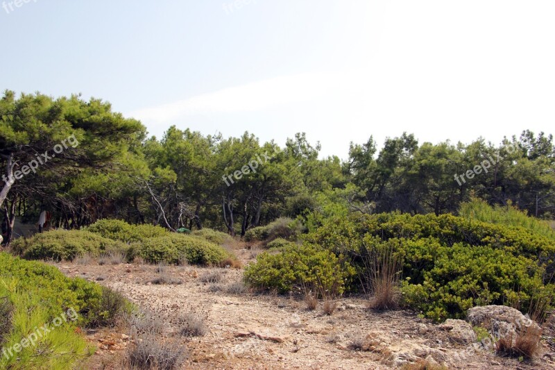 Forest Nature Landscape Green Tree