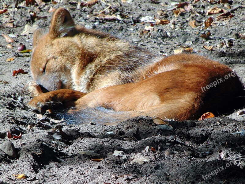 Animal Dog Zoo Nature Sleep