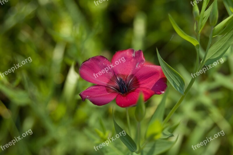 Pink Flower Blossom Bloom Rest