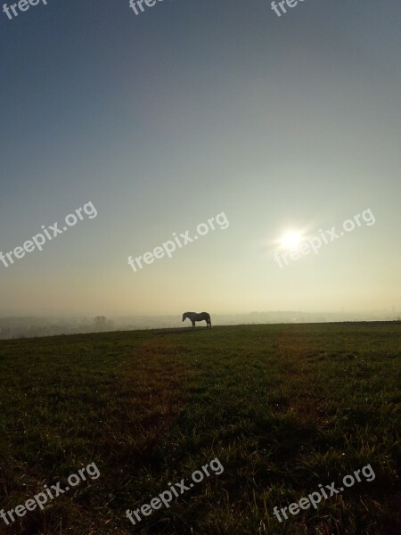 Animal The Horse Meadow Light Landscape