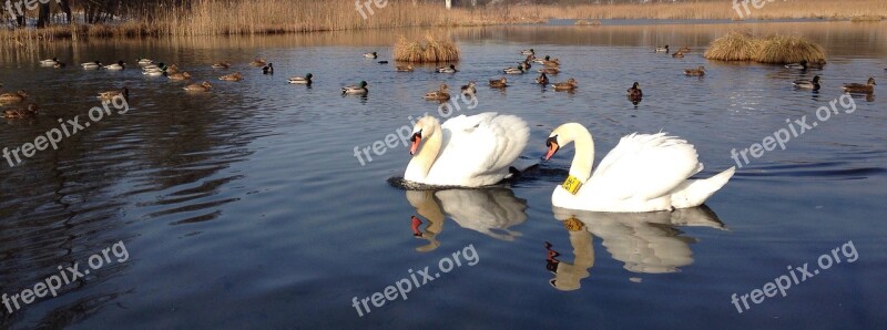 Swans Water Birds Lake Nature Winter