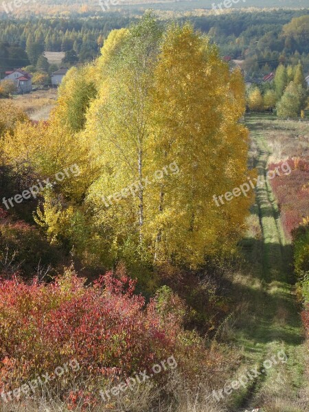 Olkusz Poland Tree Way Landscape