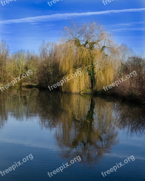 Willow Tree Thorney Lakes Free Photos