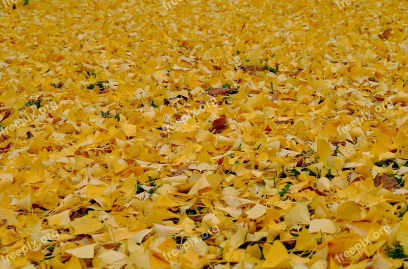 Leaves Yellow Fall Foliage Carpet Free Photos