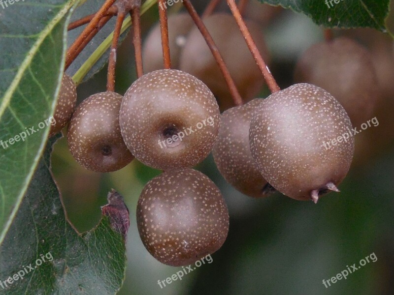 Ornamental Pear Fruit Sweet Summer