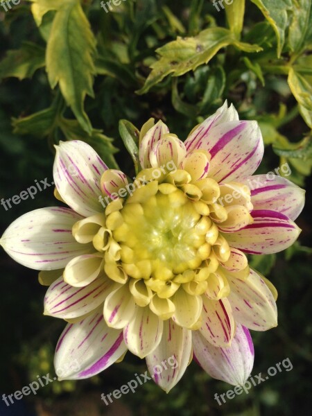 Dahlia Flower White Spring Fragrance