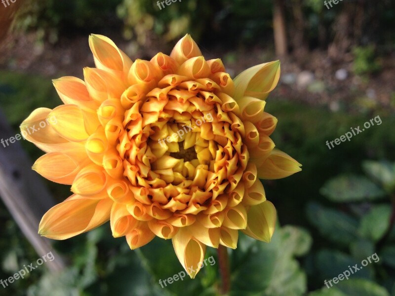 Dahlia Flower Yellow Spring Fragrance