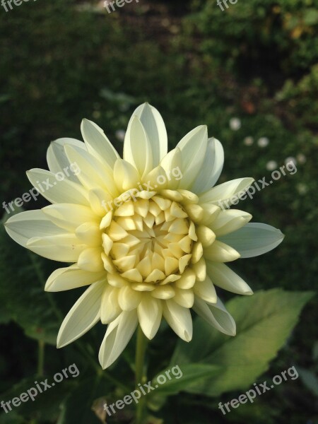 Dahlia Flower White Spring Fragrance