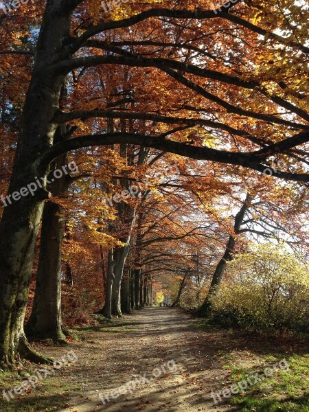 Forest Away Autumn Nature Forest Path