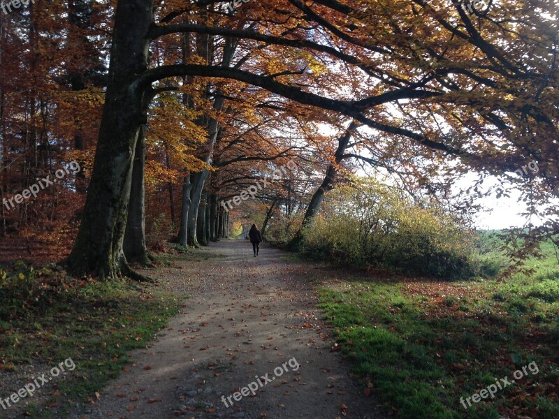 Forest Away Autumn Nature Forest Path