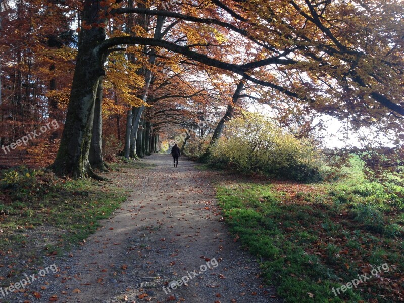 Forest Away Autumn Nature Forest Path