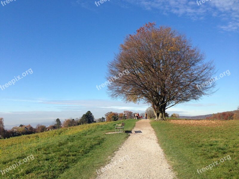 Tree Nature Autumn Zollikon Switzerland