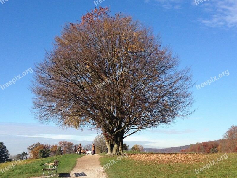 Tree Nature Autumn Zollikon Switzerland