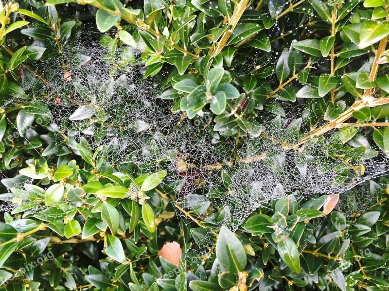 Autumn Spider Webs Cobweb Morgentau Dew