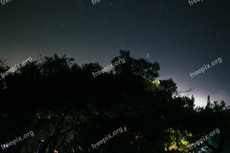 Night Stars Forest Holiday Light