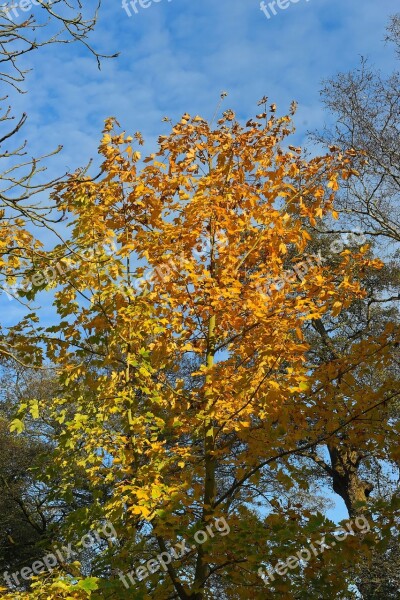 Late Autumn Chestnut Tree Colorful Yellow Nature