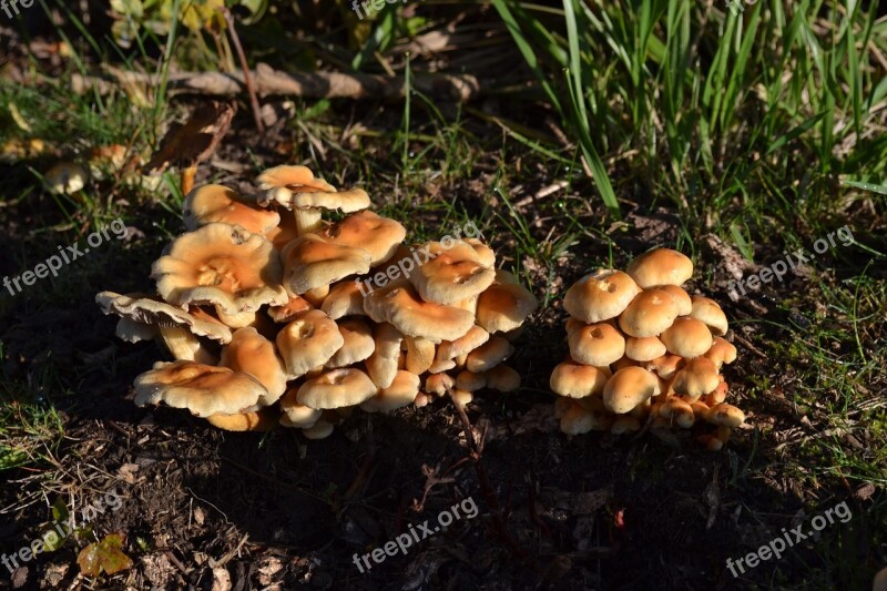 Mushrooms Fungi Autumn Nature Green