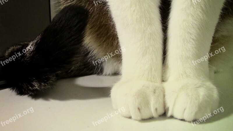 Cat Paws Paw Cat's Paw Mieze