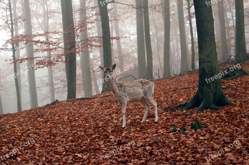 Roe Deer Wild Autumn Nature Forest