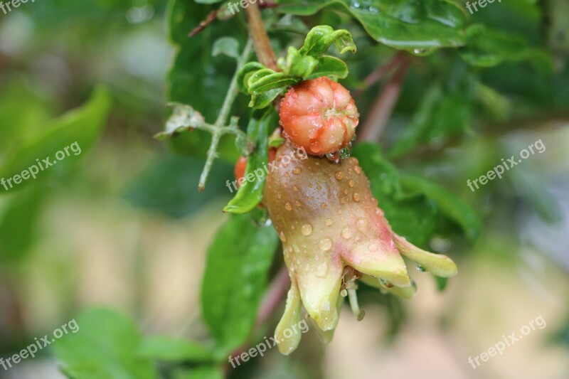 Pomegranate Fruit Healthy Fresh Organic