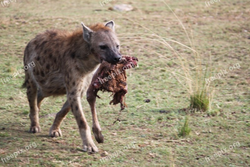 Africa Animal Serengeti Safari Nature