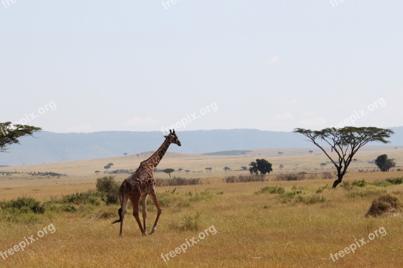 Giraffe Africa Animal Serengeti Safari