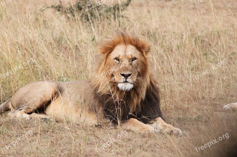 Lion Africa Animal Seringeti Safari