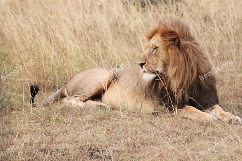 Lion Africa Animal Serengeti Safari