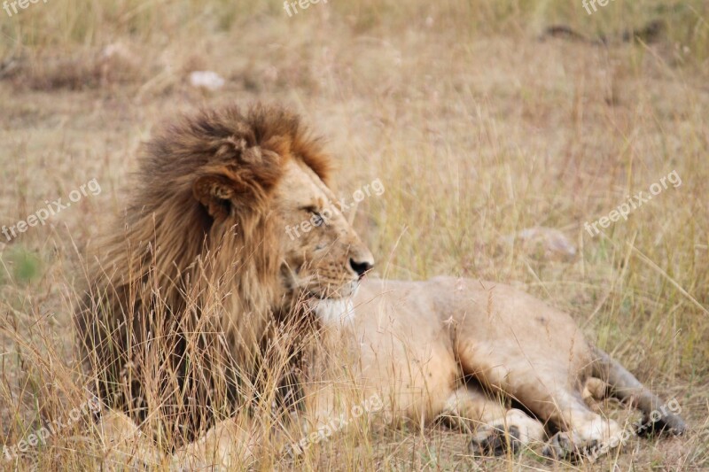 Lion Africa Animal Serengeti Safari