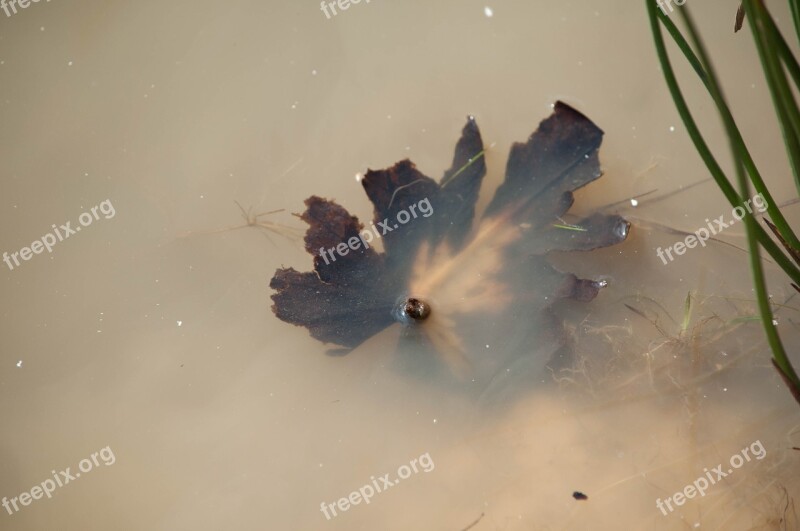 Leaf Water Natural Wet Floating