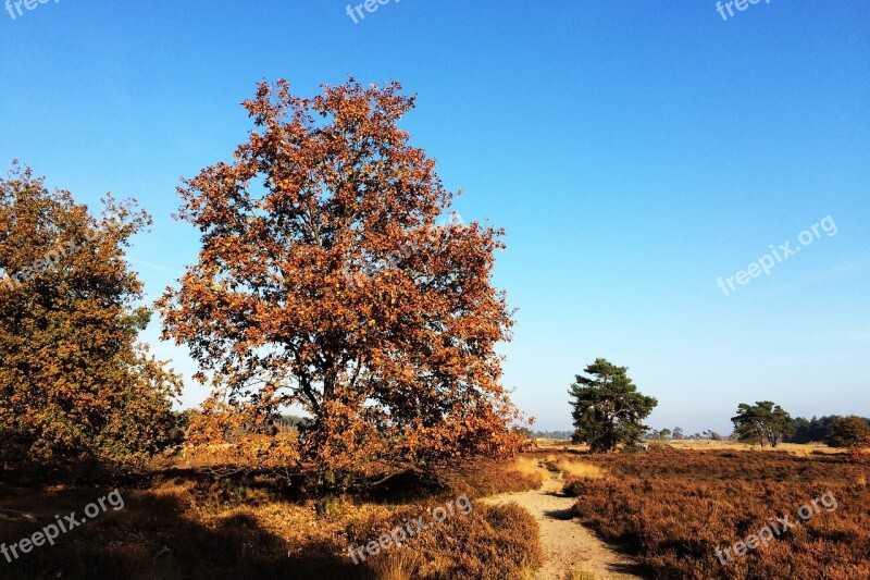 Trees Heide Forest Nature Landscape