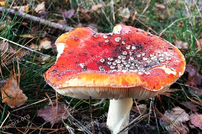 Mushroom Nature Autumn Mushrooms Agaric