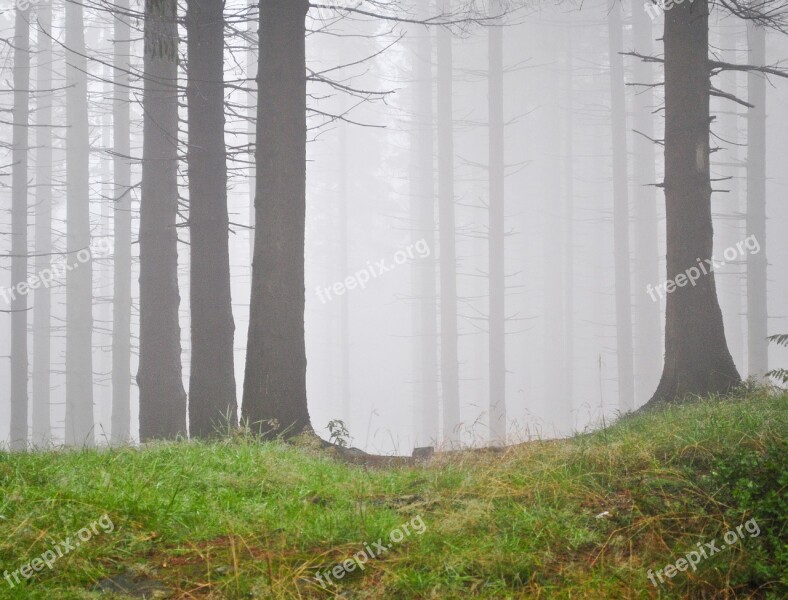 Forest The Fog Mountains Nature Landscape