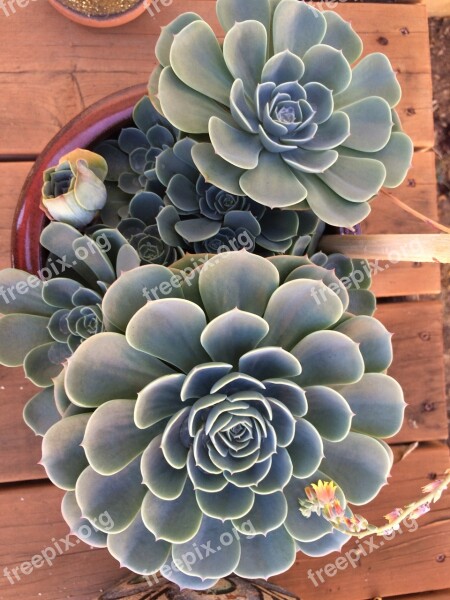 Cactus Cactus Flower Flowering Cactus Succulent Porch Plant