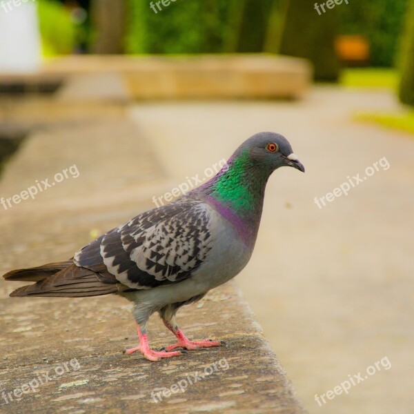 Pigeon Bird Landscape Animal Park