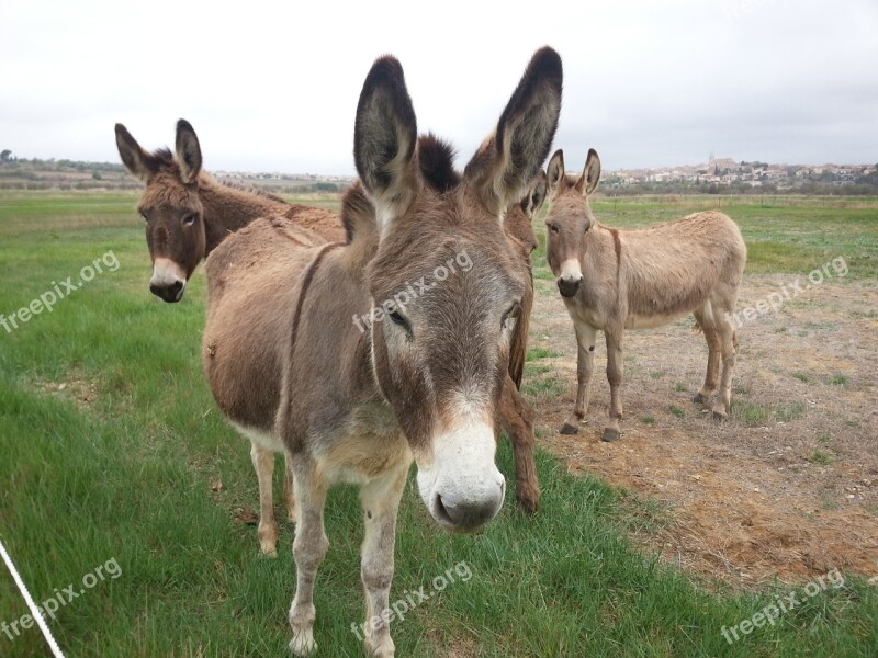 Donkeys Pre Field Free Photos