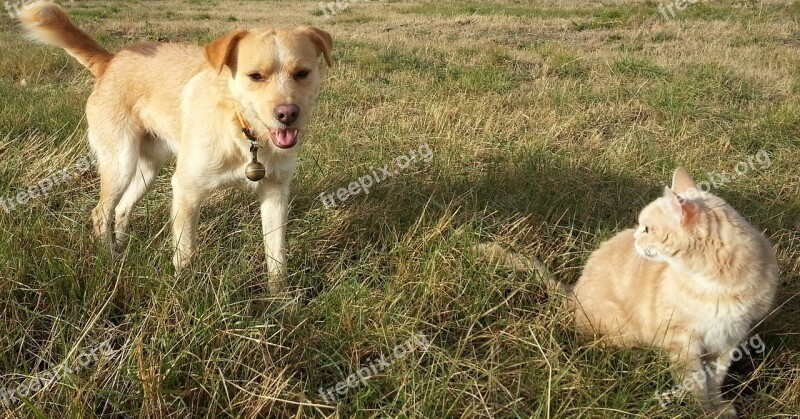 Dog Cat Field Animals Ginger