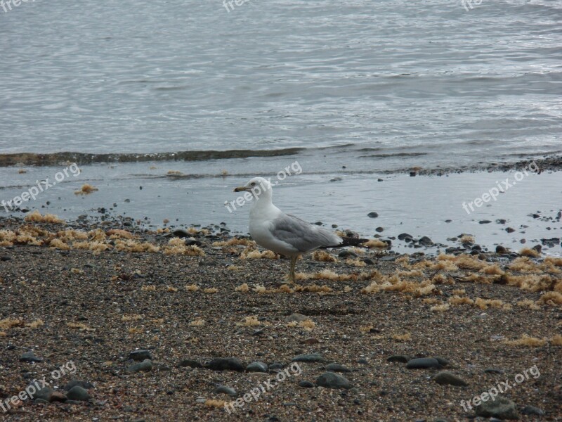 Seagull Beach Water Ocean Seashore