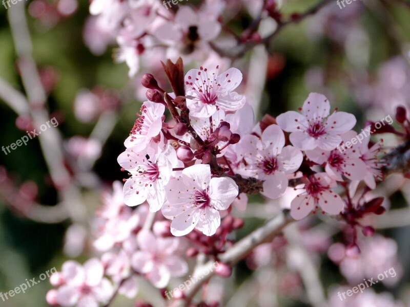 Flowers Rosa Cherry Flower Nature