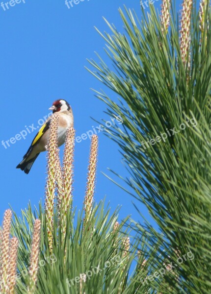 Goldfinch Bird Ave Cantora Animals