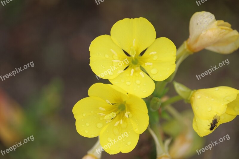 Pointed Flower Close Up Fly Yellow Natural Plant