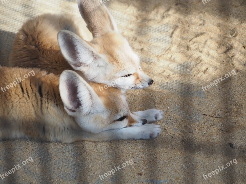 Fennec Zoo Good Friends Sleepy Free Photos