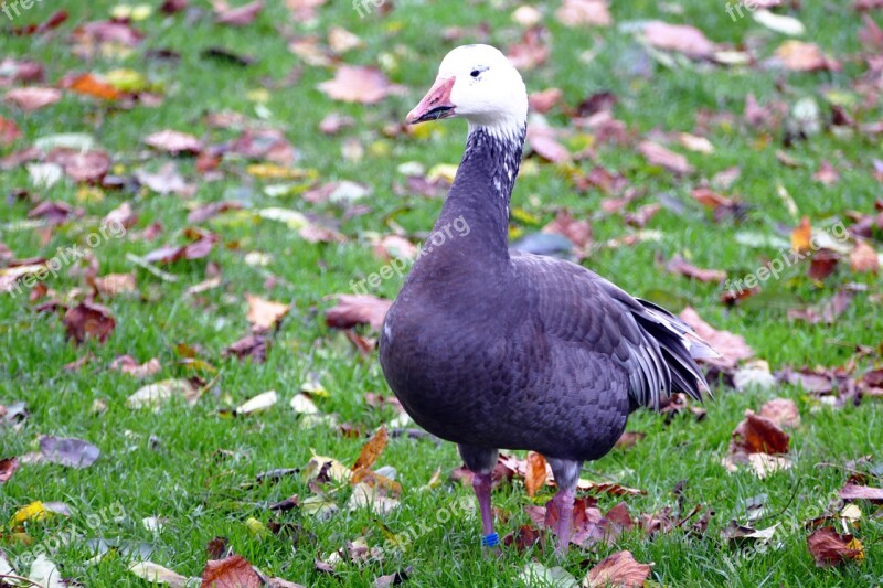 Goose Bird Animal Duck Nature