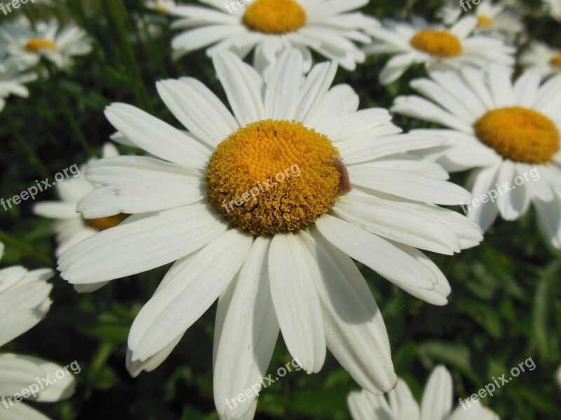 Daisy Flower White Petals Nature Spring