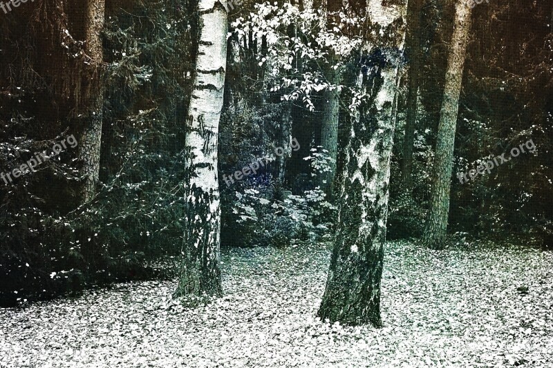 Birch Log Trees Bark Pine